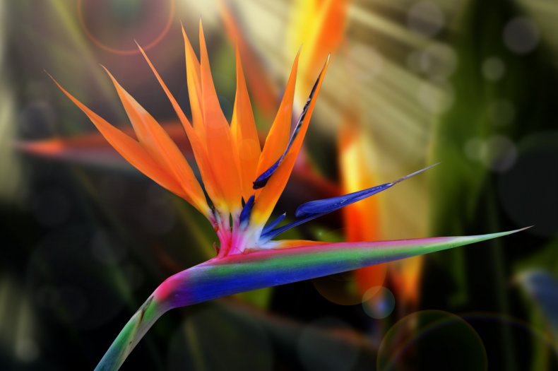 Bird of Paradise flower.