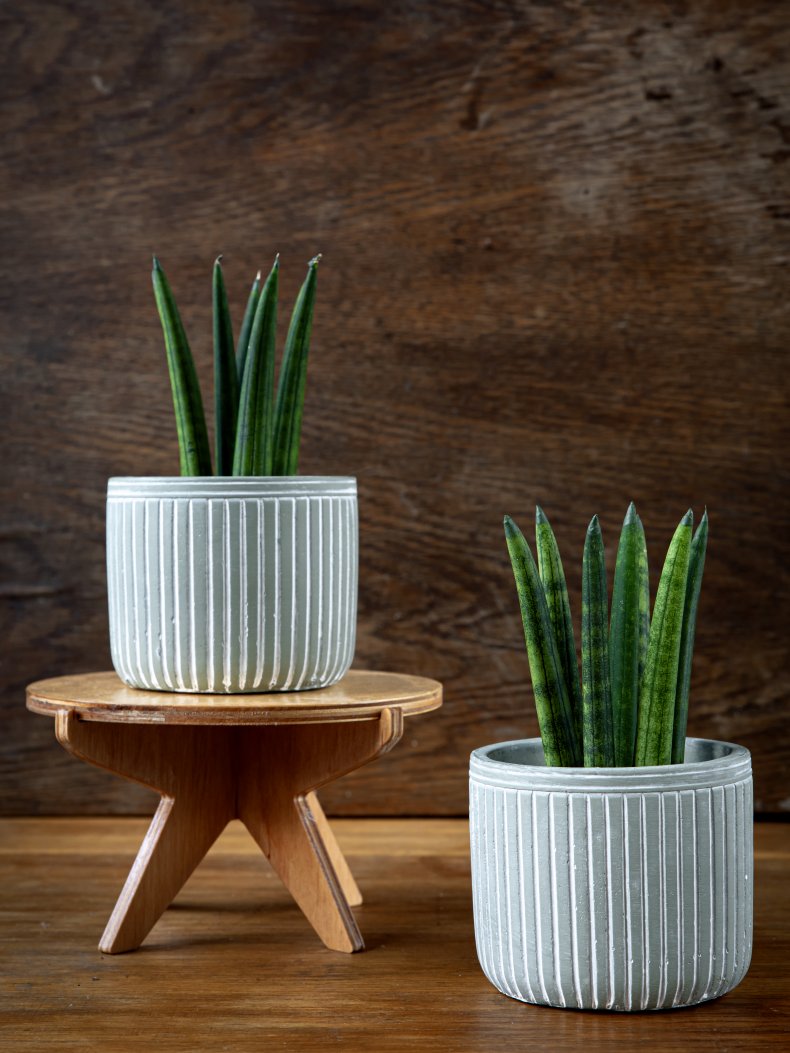 Snake Plant