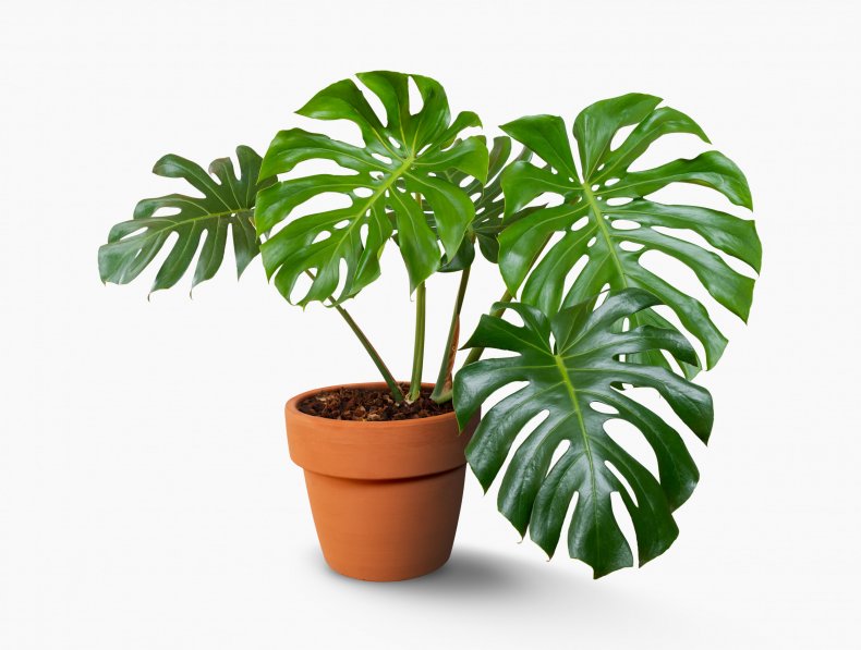 Giant Monstera tree