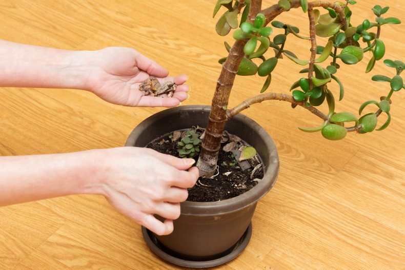 jade plant