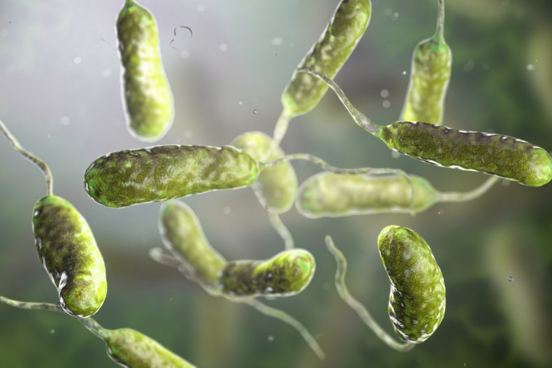 Vibrio vulnificus bacteria