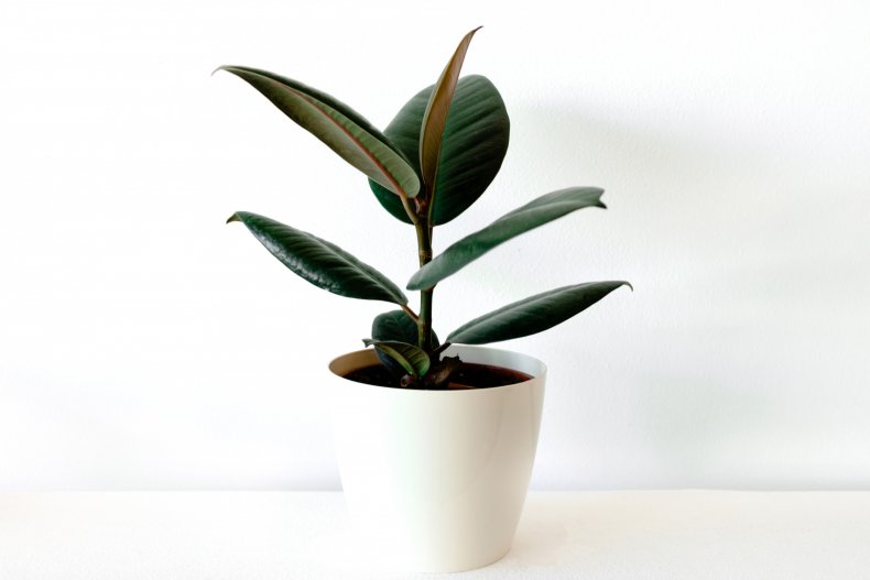 Rubber Plant