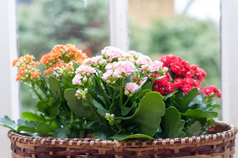 Kalanchoe Calandiva
