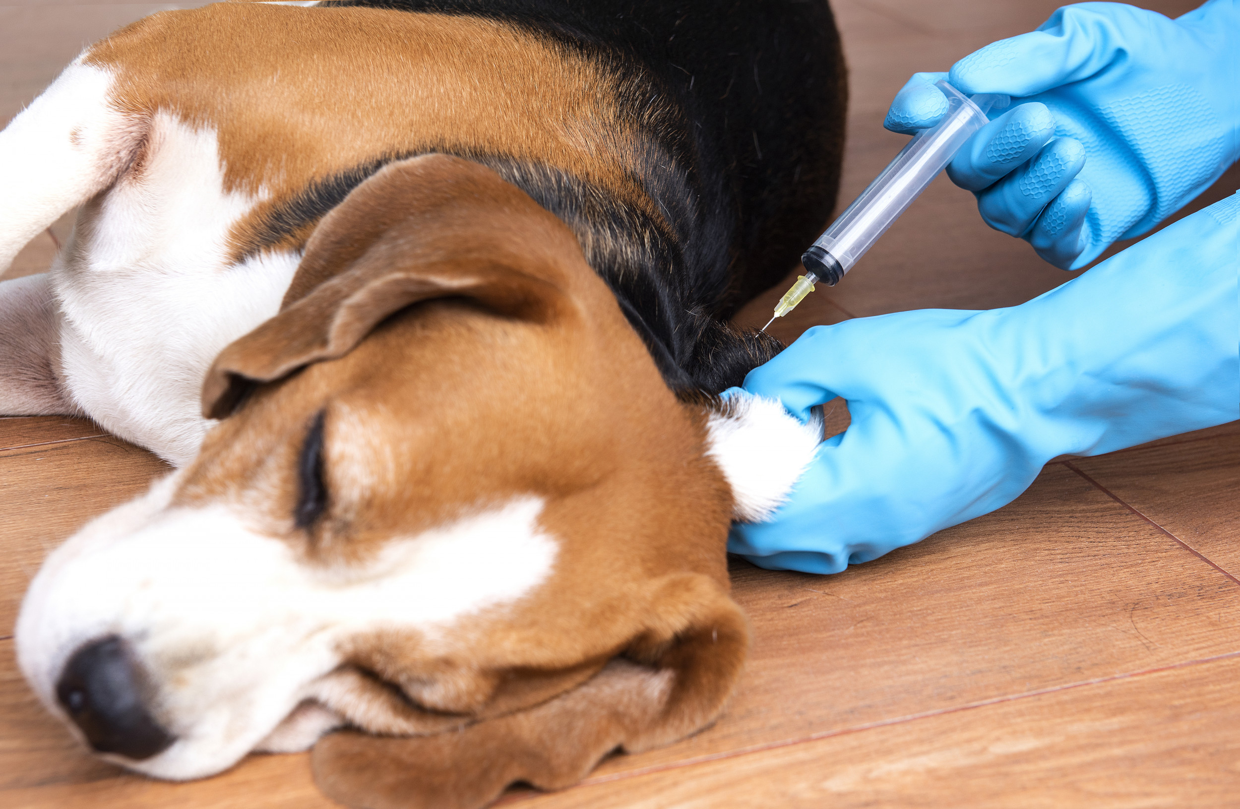 University Defends Vaccine Tests on Dogs After Dr. Fauci and NIH