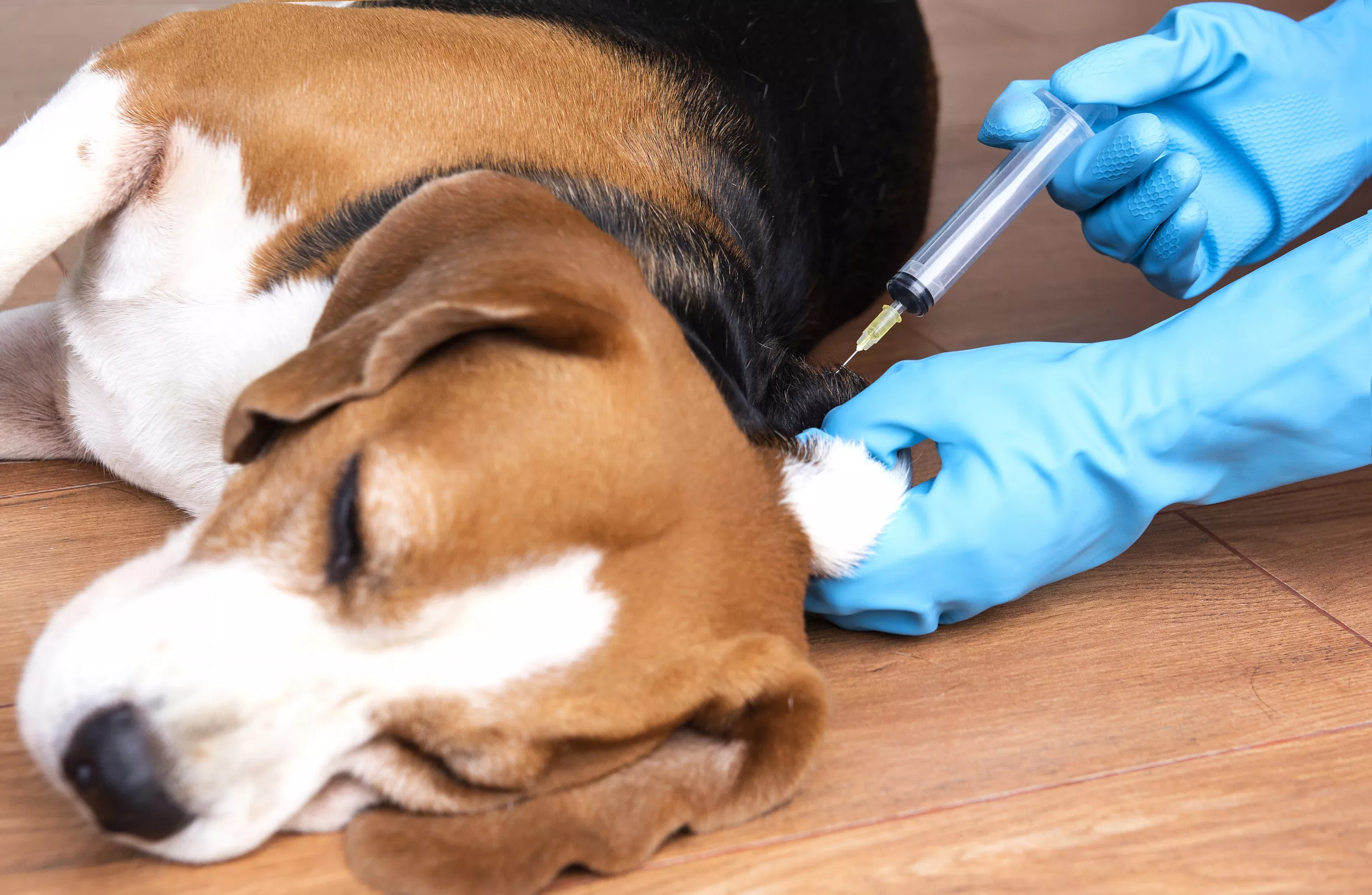 University Defends Vaccine Tests on Dogs After Dr. Fauci and NIH Blasted  With Criticism - Newsweek
