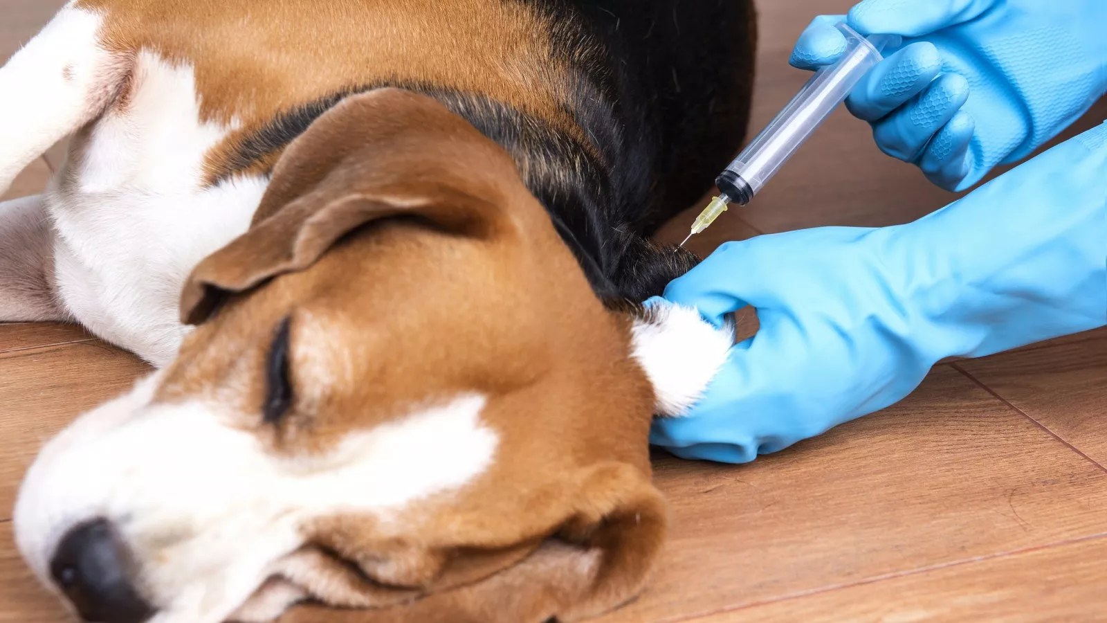 University Defends Vaccine Tests on Dogs After Dr. Fauci and NIH Blasted With Criticism - Newsweek