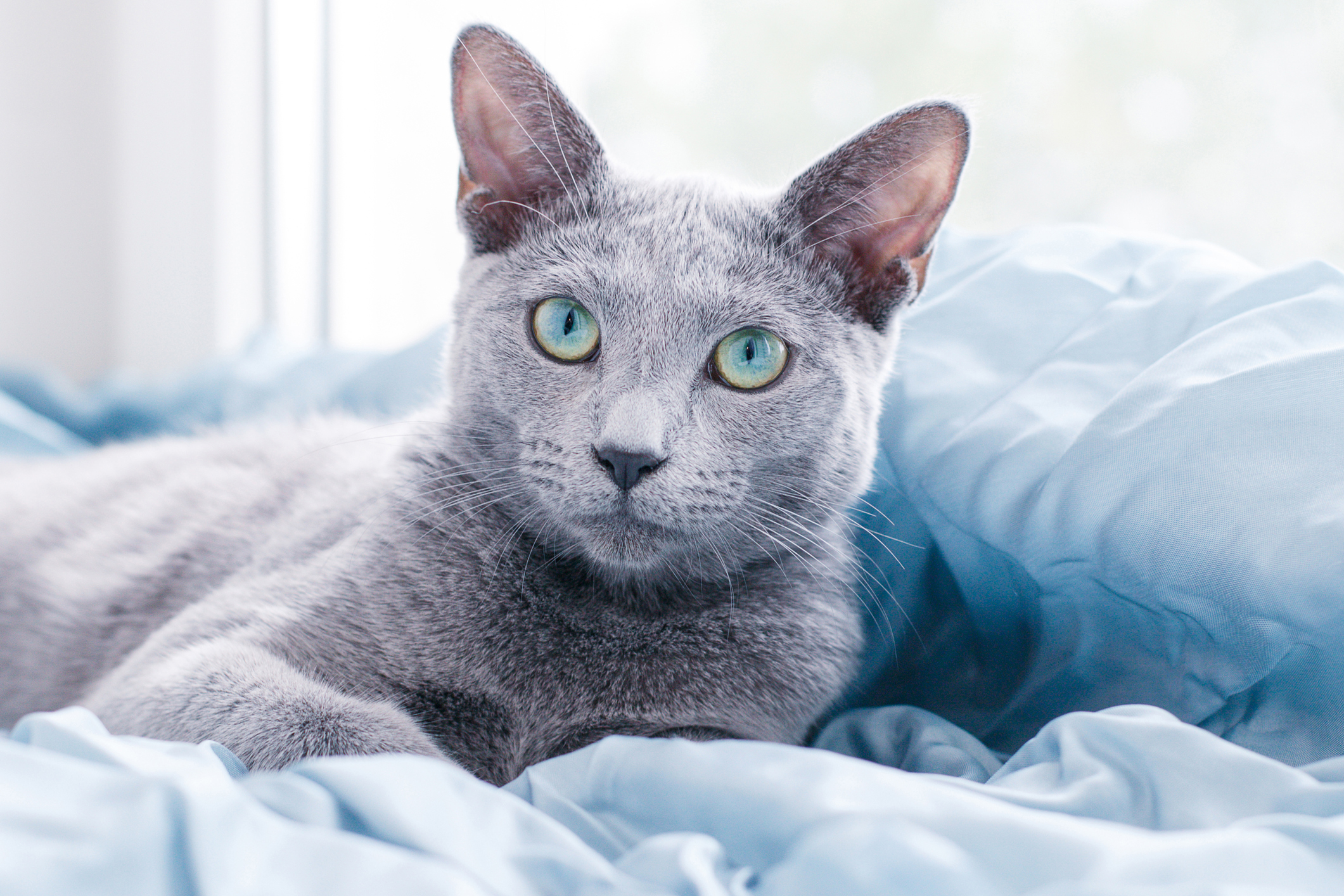 quiet calm cat breeds