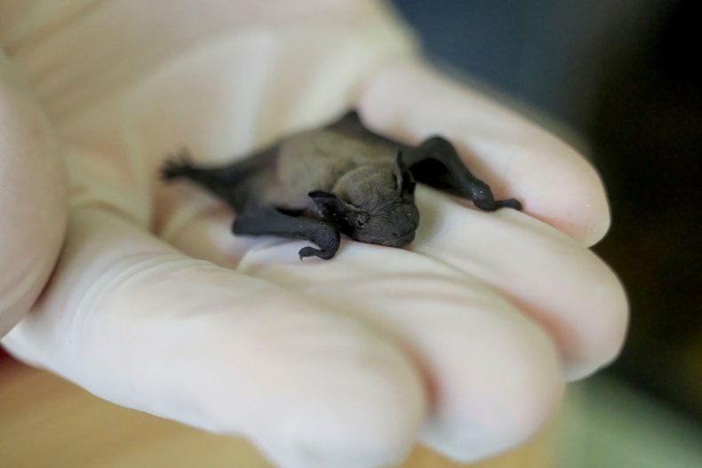 A juvenile Pipistrelle bat