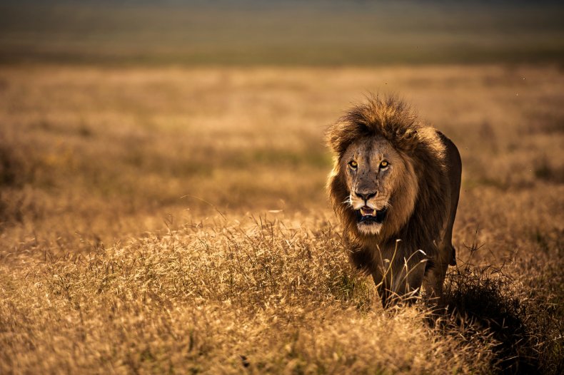 Lion in Tanzania