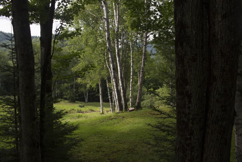 Forest in New Hampshire