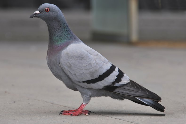File photo of a pigeon. 