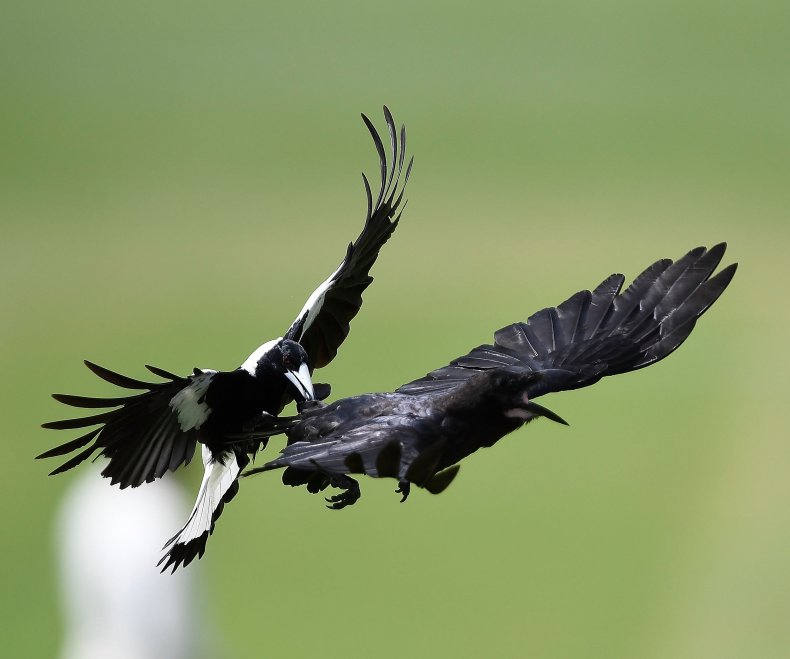 Magpie attacks crow