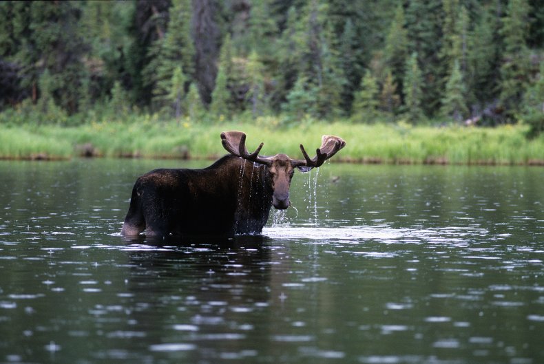 Moose in River