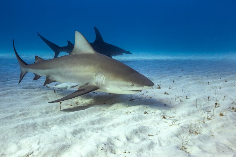 Bull shark
