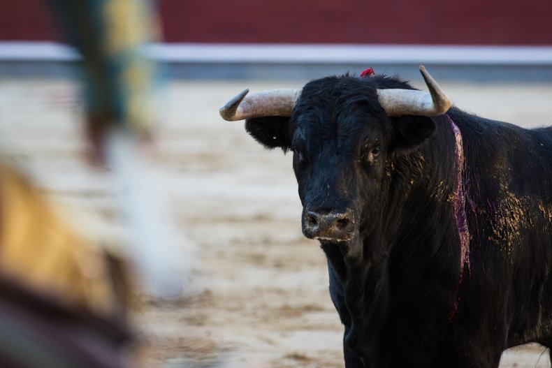 spain bull killed 