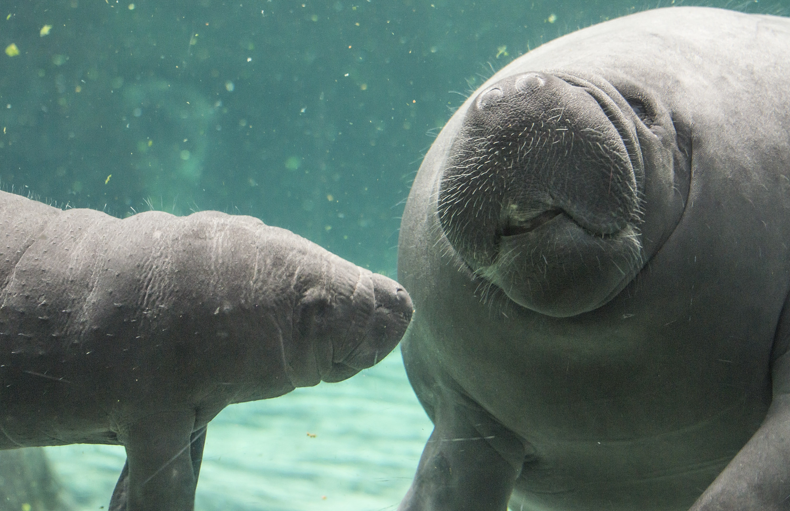 Record Manatee Deaths Lead Lawmakers to Call for Endangered Status ...