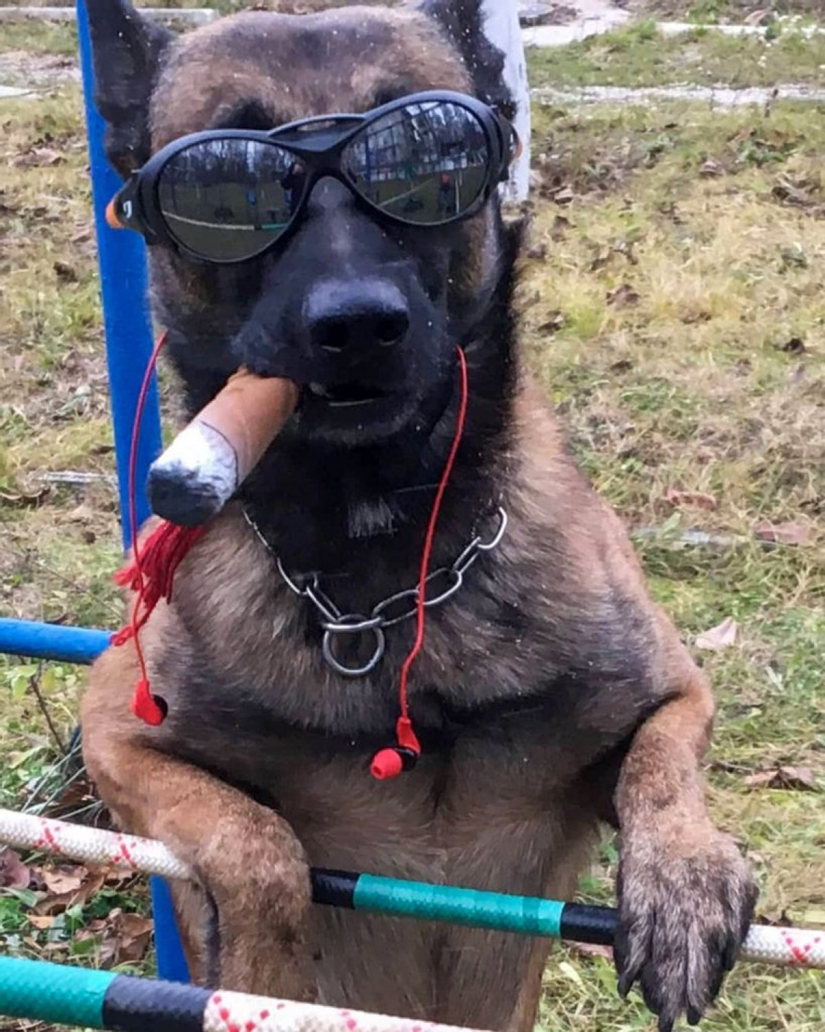 Wonderdog-zenger