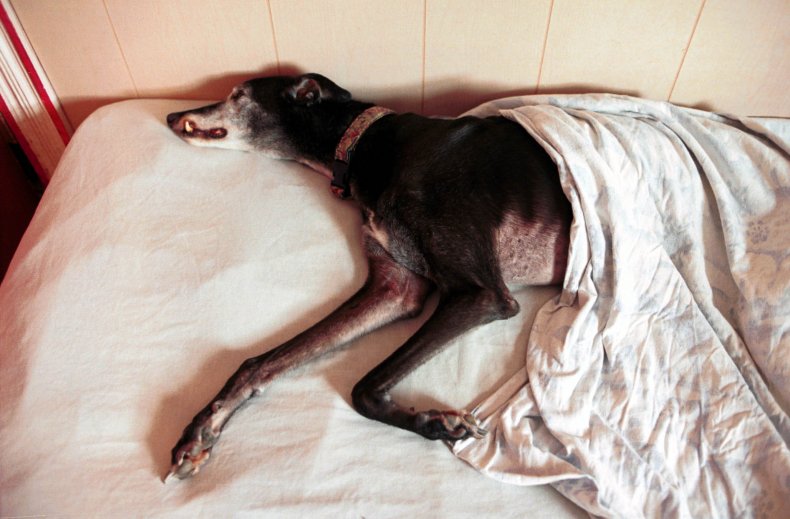 greyhound