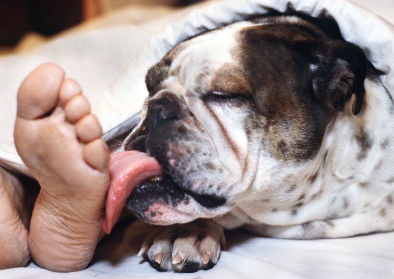 English bulldog
