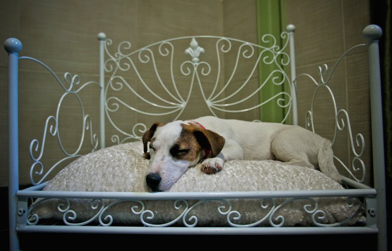 Jack Russell terrier