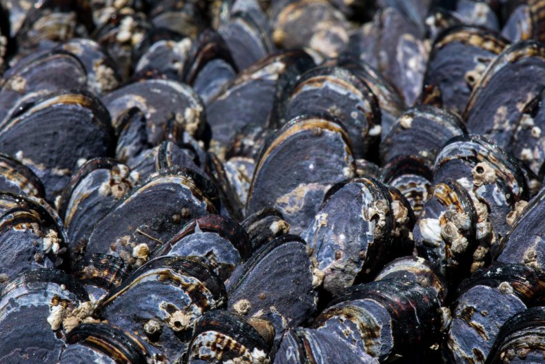 Mussel shells with barnacles growing on them