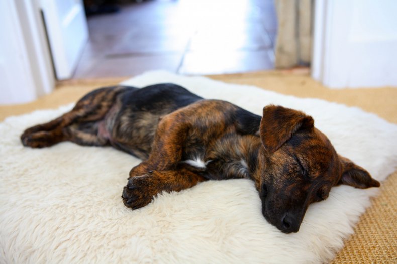 Jack Russell terrier puppy sleeps