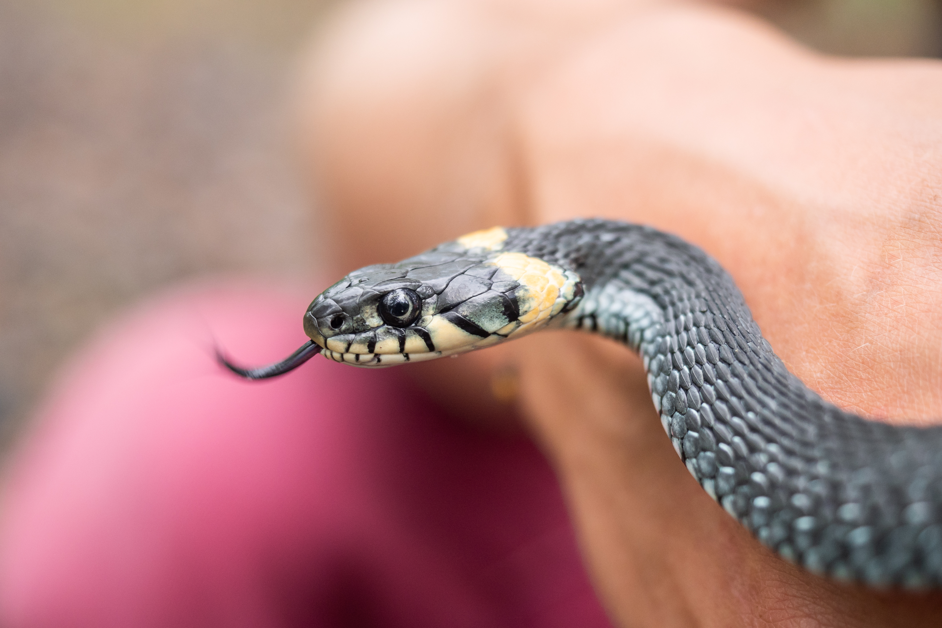 Snake plays dead after being poked : r/funny