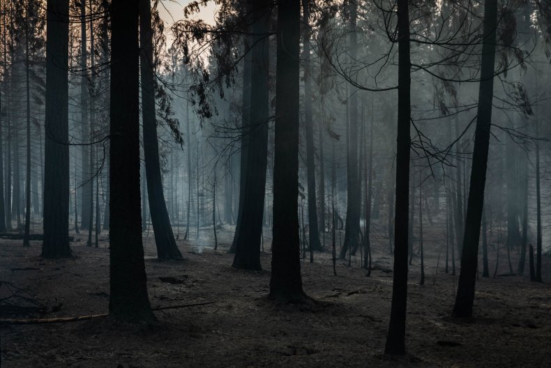 Forest Outside Greenville, CA