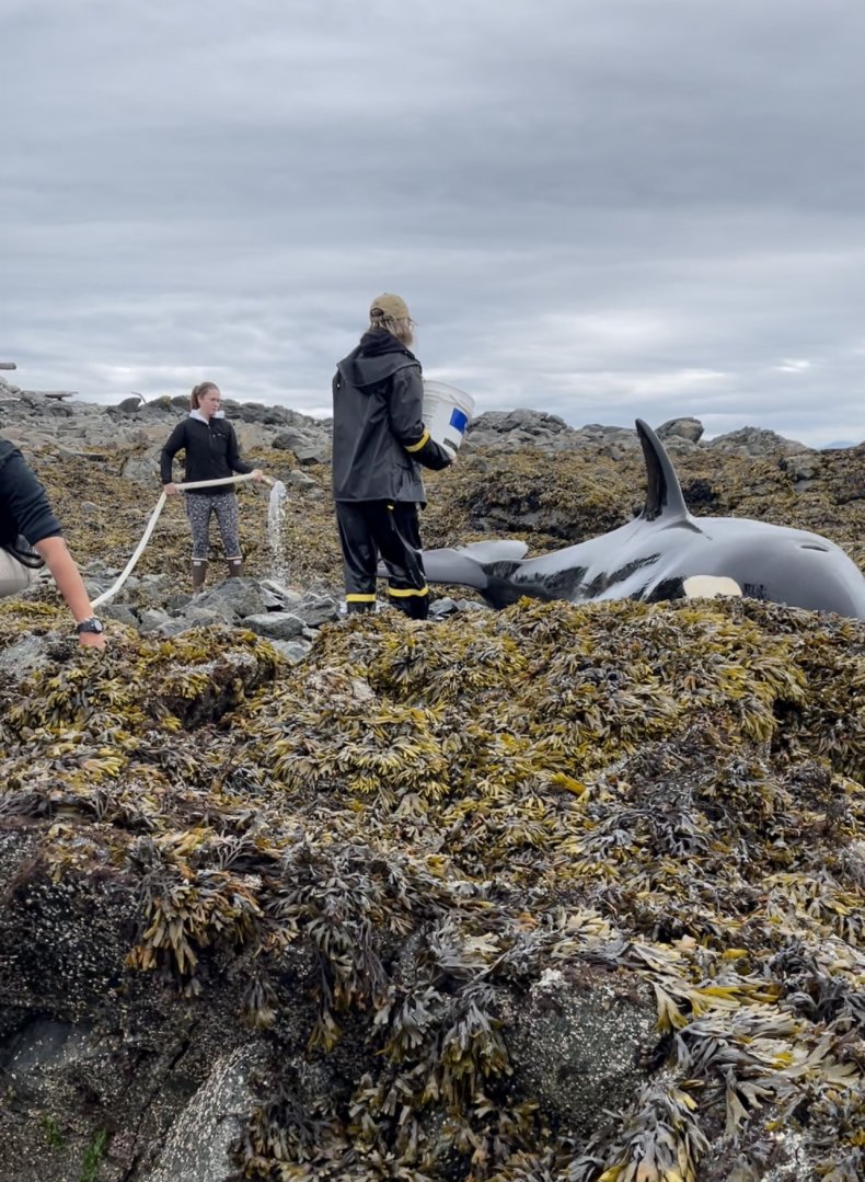 Photo of the beached whale in Alaska.