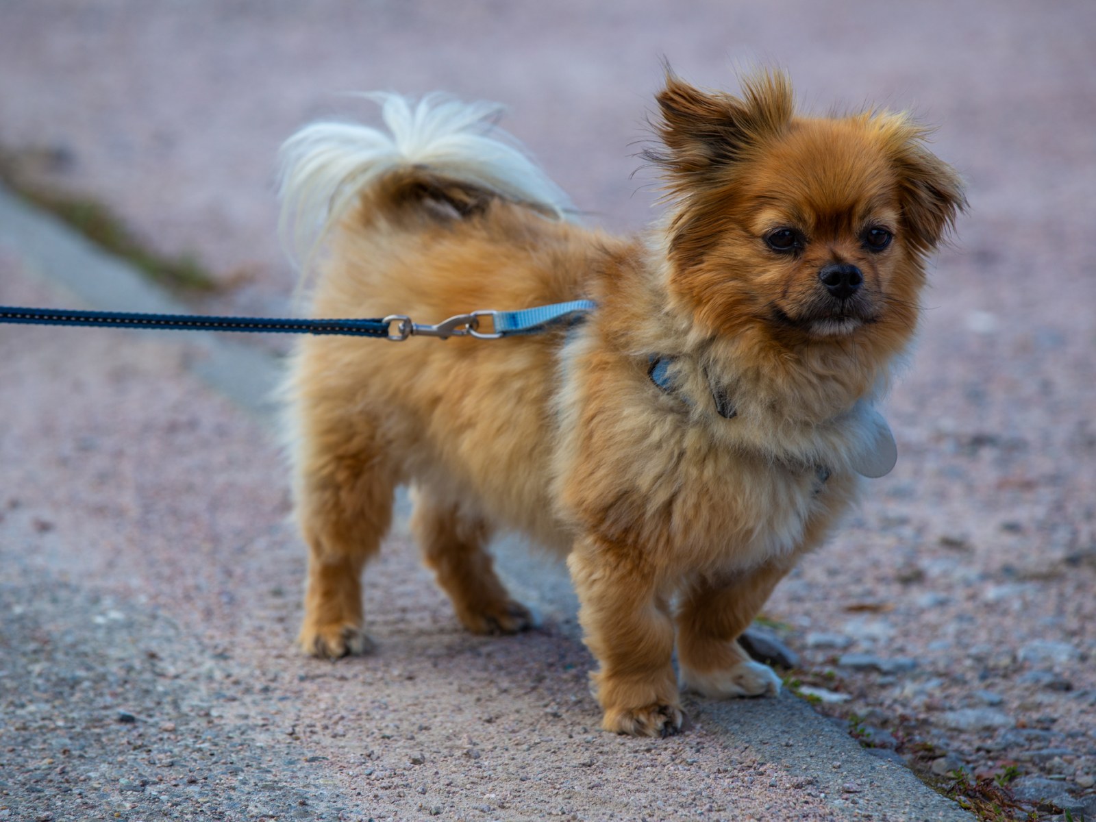 20 Small Dog Breeds That Are Easy to Train 20 Small Dog Breeds That Are Easy To Train