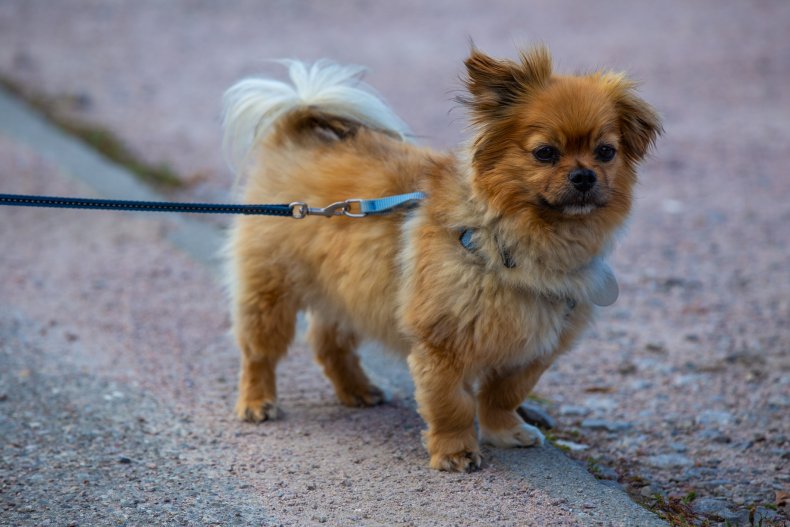 Affenpinscher