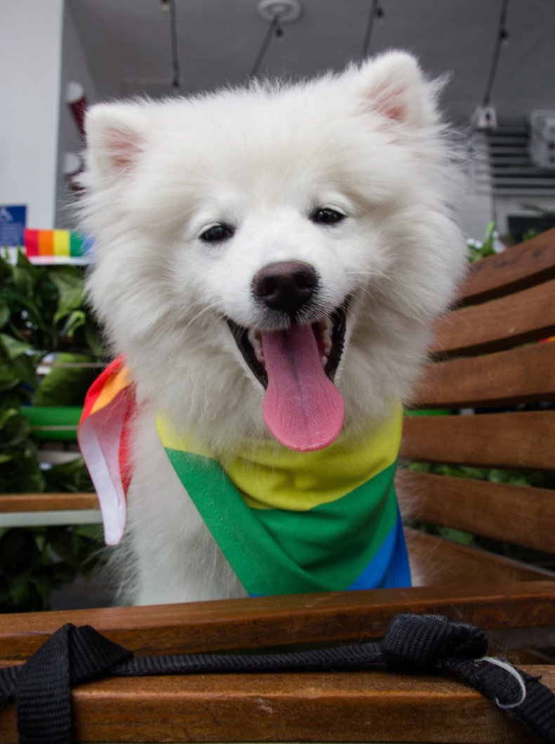 American Eskimo Dog