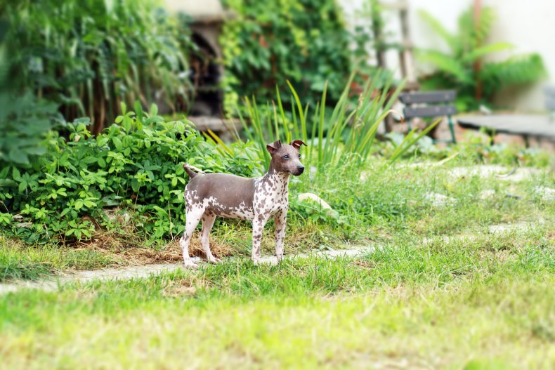 American Hairless Terrier