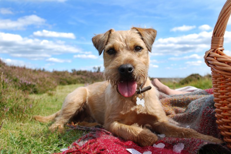 Border Terrier