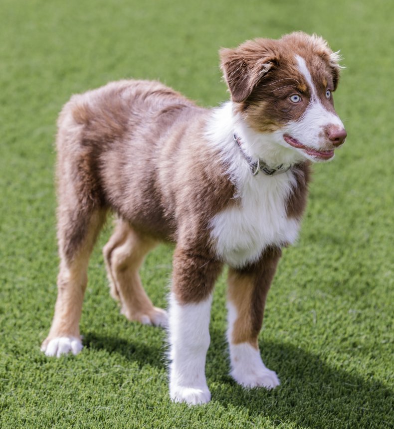 Miniature American Shepherd