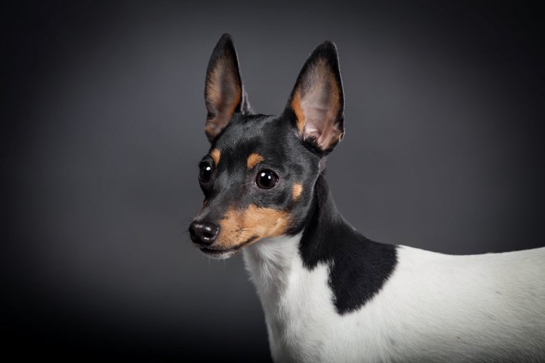 Toy Fox Terrier