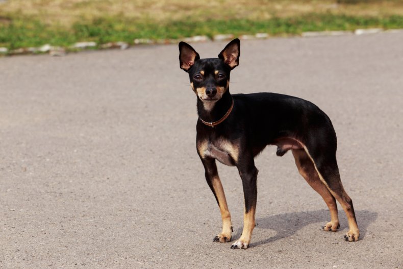 Toy Manchester Terrier