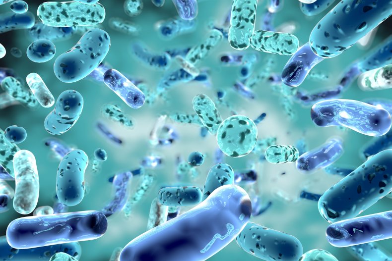 An illustration of bacteria