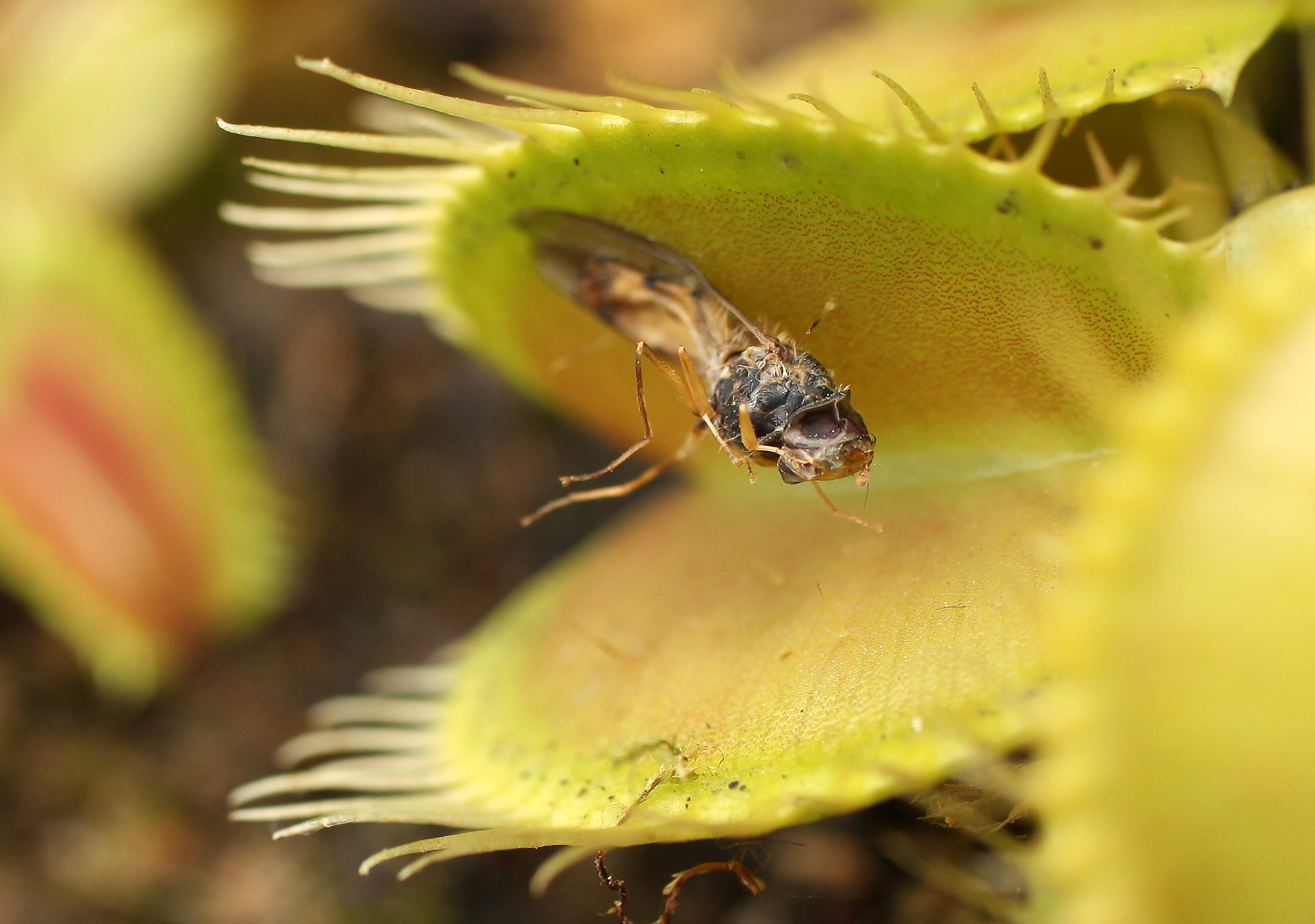 Secretly Carnivorous Plant Has Been Hiding in Plain Sight, Say Scientists