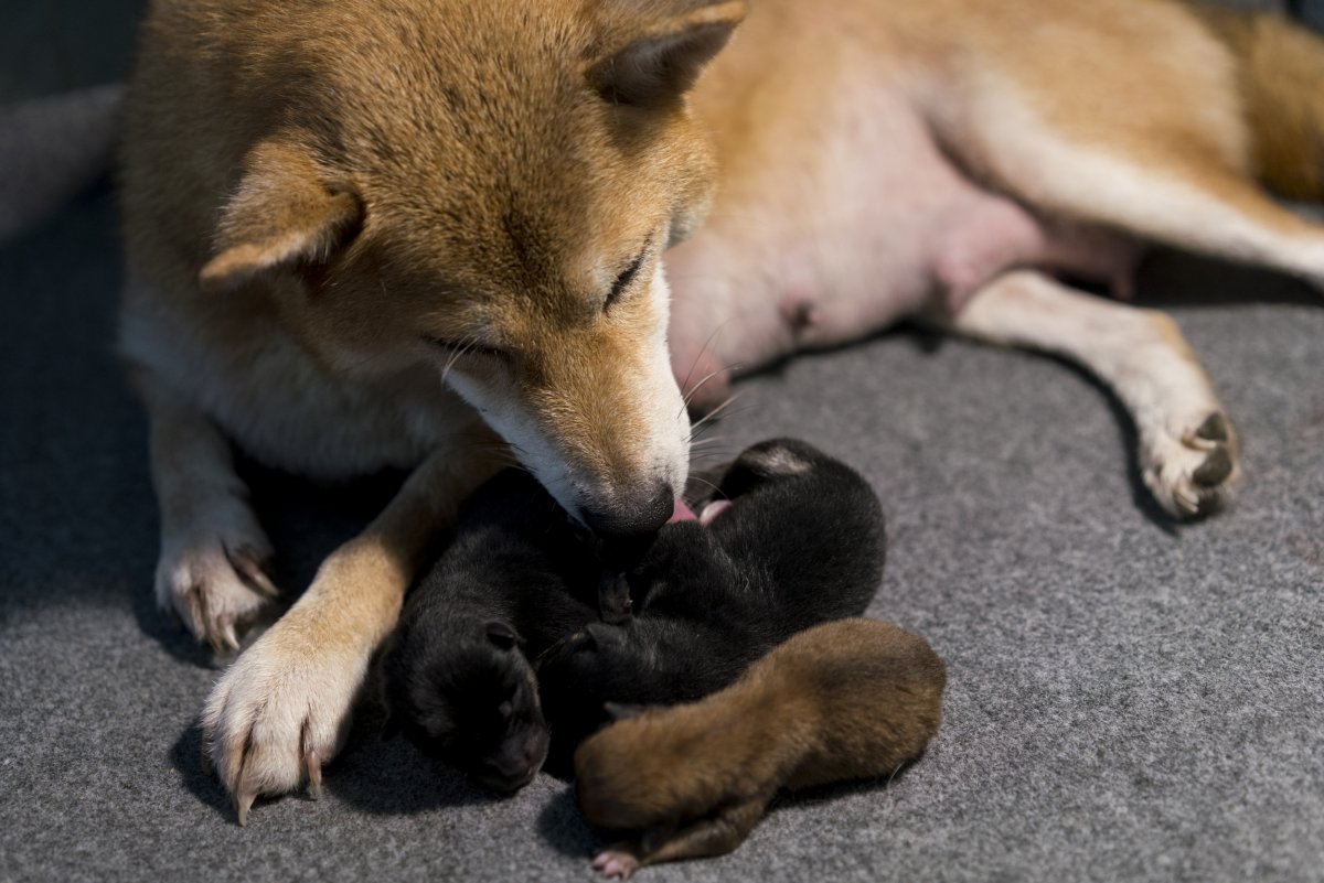 mother dog lost litter adopt puppies Pepper