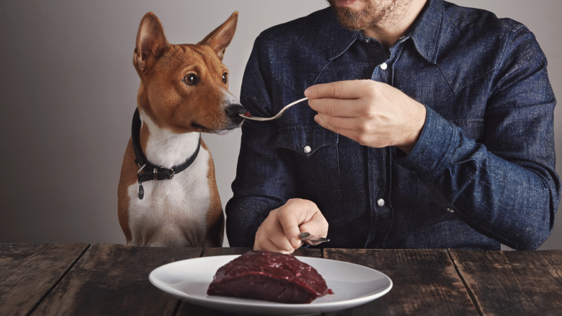 is raw food safe for my dog?