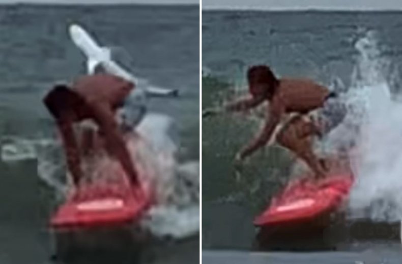 Surfer and spinning shark share a wave.
