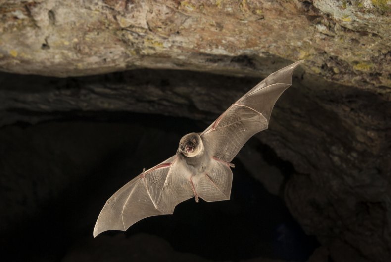 Bat flying in cave
