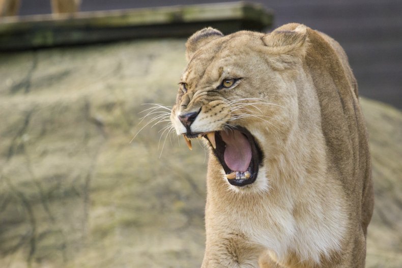 A female lion roaring.