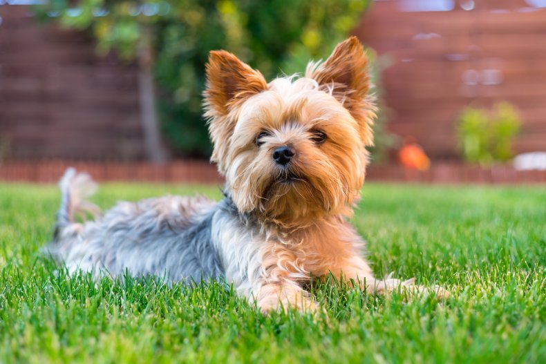 Yorkshire Terrier on grass in garden