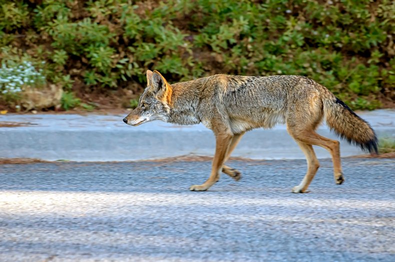 Coyote stock photo 