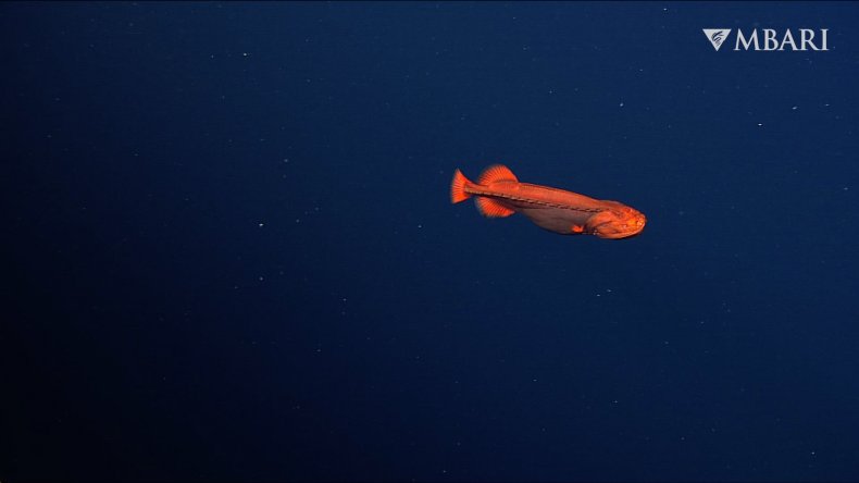 whalefish