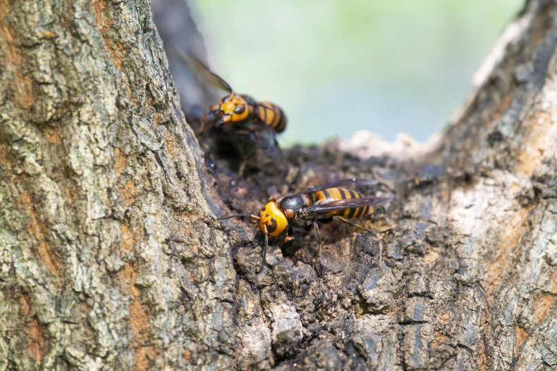 Asian giant hornets make a nest