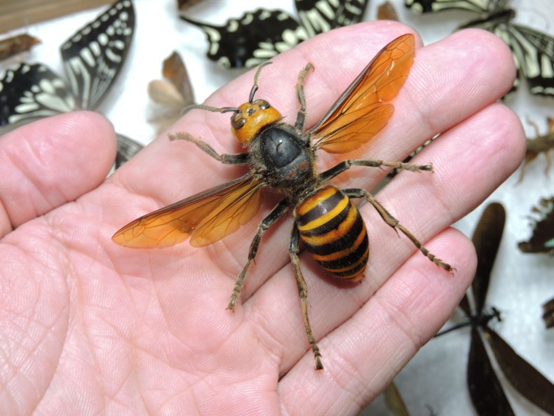 Asian giant hornet size