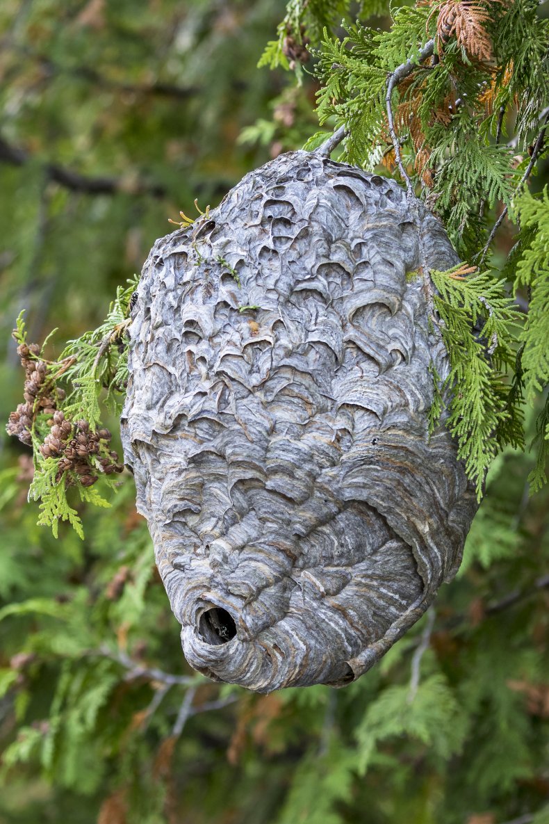 A paper wasps nest hangs from tree